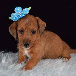 jackshund puppies for sale in PA