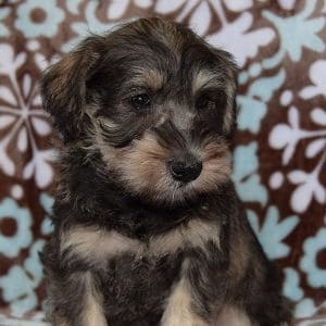 Schnauzer puppies for sale in VA