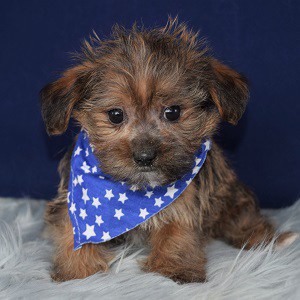 shorkie puppies for sale in PA