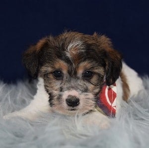 Jack Tzu puppies for Sale in NY
