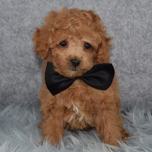 Poodle Puppies For In Pa