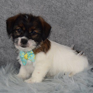 Jack Tzu puppies for Sale in PA