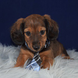 Dachshund Puppies for Sale in PA