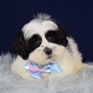 Mal-shi puppies for sale in PA