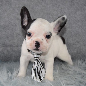 french bulldog puppies for sale in VA
