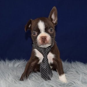 Boston terrier puppies for sale in PA