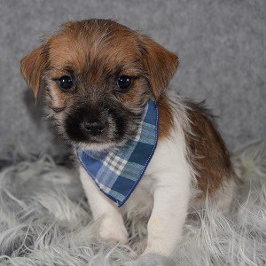Jack Tzu puppies for Sale in MD