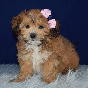 Teddypoo puppies for sale in PA