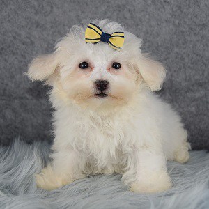 Bichon puppies for sale in MD