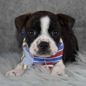 boston mixed puppies for sale in VA