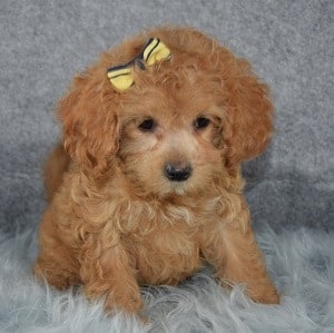 cocker mix puppies for sale in MD