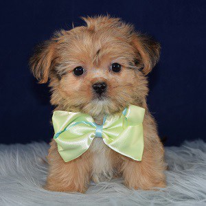 affordable shorkie puppies for sale
