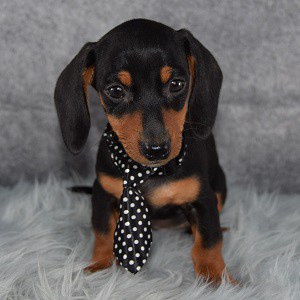 63+ Dachshund Miniature For Sale In Pa