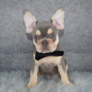 french bulldog puppies for sale in NJ