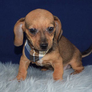 miniature chiweenie puppies for sale