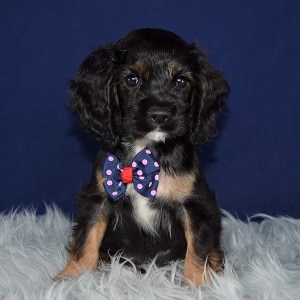 Cocker puppies for sale in MD