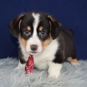 28 Best Pictures Corgi Puppies For Sale Florida - Corgi Puppies For Sale In Houston Tx | PETSIDI