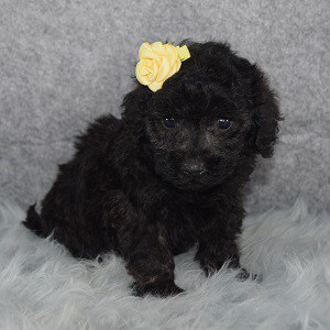 Havapoo puppies for sale in MD