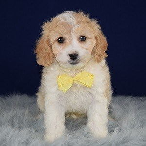 Cavachon puppies for sale in PA