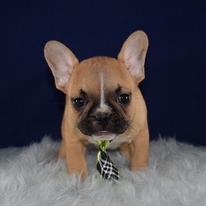 french bulldog puppies for sale in NJ