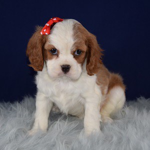 cavalier king charles free to good home