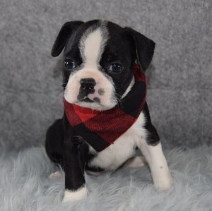 Boston Terrier puppies for Sale in MD