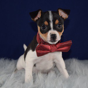 Chihuahua mixed puppies for sale in PA