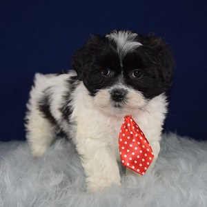 Mal-shi puppies for sale in VA