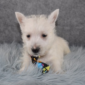Westie Puppies for sale in MD
