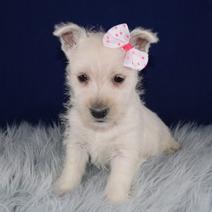 Westie Puppies for sale in NY