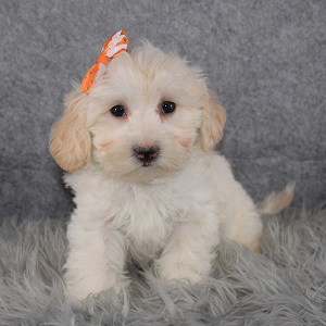Maltipoo Puppies for Sale in PA | Maltipoo Puppy Adoptions