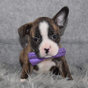 frenchton puppies for sale in NY