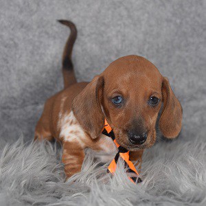 dachshund puppies for sale in MD