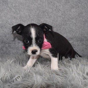 Schnoodle puppies for sale in 