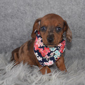 dachshund puppies for sale in NY