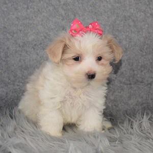 Maltest Puppies for Sale in NY