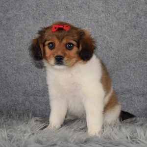 cavalier mixed puppies for sale in RI