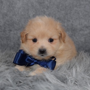 pomapoo puppies for sale in PA