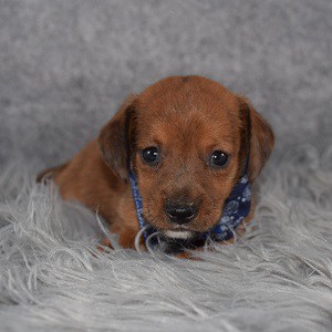 Jackshund Puppy Adoptions in VT