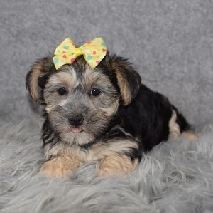 Morkie puppies for sale in OH