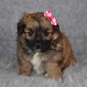 Shih Tzu mix puppies for sale in OH