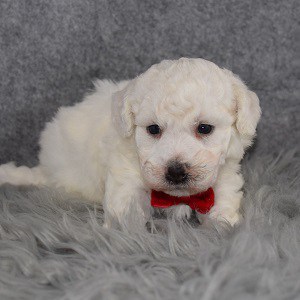 Bichon puppies for sale in CT