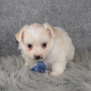 Maltese mix puppies for sale in DC