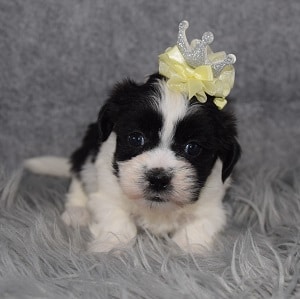 Mal-shi puppies for sale in PA