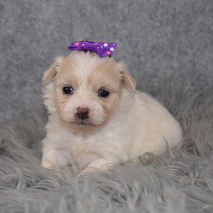 Maltest mix puppy adoptions in NJ