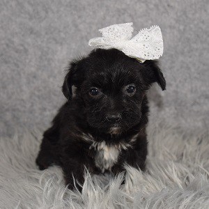 yorkichon puppies for sale in VA