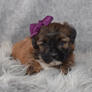 Shorkie puppy adoptions in NY