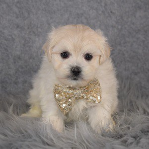 Maltese mix puppies for sale in DC