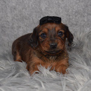 dachshund puppies for sale in RI