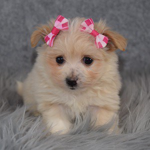 Maltese mix puppies for sale in NY